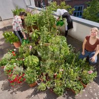 Bunte Blumen für die Bienen