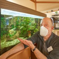 Patin oder Paten für Aquarien gesucht