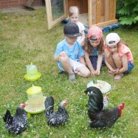 Ein Frühstücksteller für das Geflügel